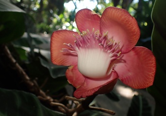 Flower of cannonball tree